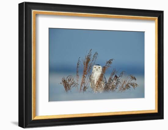 Snowy owl standing behind dried plant in snow, Canada-Markus Varesvuo-Framed Photographic Print