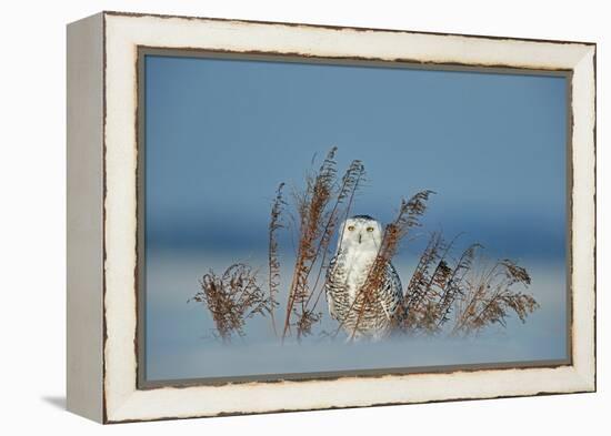 Snowy owl standing behind dried plant in snow, Canada-Markus Varesvuo-Framed Premier Image Canvas