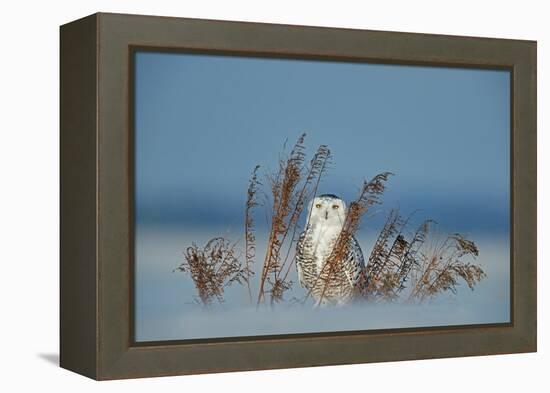 Snowy owl standing behind dried plant in snow, Canada-Markus Varesvuo-Framed Premier Image Canvas