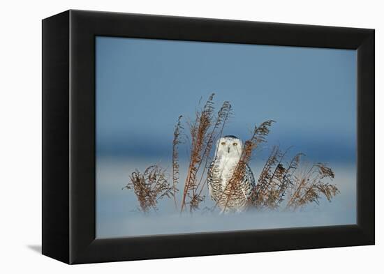 Snowy owl standing behind dried plant in snow, Canada-Markus Varesvuo-Framed Premier Image Canvas