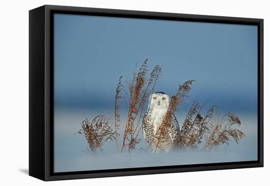 Snowy owl standing behind dried plant in snow, Canada-Markus Varesvuo-Framed Premier Image Canvas