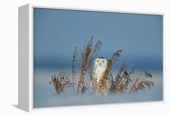 Snowy owl standing behind dried plant in snow, Canada-Markus Varesvuo-Framed Premier Image Canvas