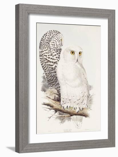 Snowy Owl. Strix Nyctea; (Linn); Surnia Nyctea, 1832-1837-Edward Lear-Framed Giclee Print