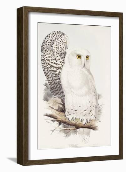 Snowy Owl. Strix Nyctea; (Linn); Surnia Nyctea, 1832-1837-Edward Lear-Framed Giclee Print