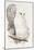 Snowy Owl. Strix Nyctea; (Linn); Surnia Nyctea, 1832-1837-Edward Lear-Mounted Giclee Print