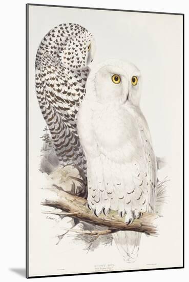 Snowy Owl. Strix Nyctea; (Linn); Surnia Nyctea, 1832-1837-Edward Lear-Mounted Giclee Print