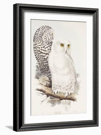 Snowy Owl. Strix Nyctea; (Linn); Surnia Nyctea, 1832-1837-Edward Lear-Framed Giclee Print