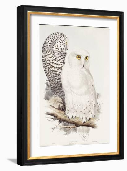 Snowy Owl. Strix Nyctea; (Linn); Surnia Nyctea, 1832-1837-Edward Lear-Framed Giclee Print