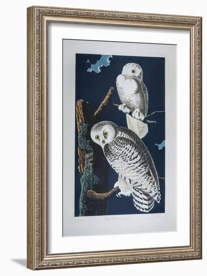 Snowy Owl Striz Nyctea Linnaeus. (Now known as Nyctea Scandiaca). Audubon's Birds of America, C.182-John James Audubon-Framed Giclee Print