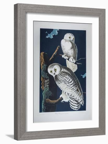 Snowy Owl Striz Nyctea Linnaeus. (Now known as Nyctea Scandiaca). Audubon's Birds of America, C.182-John James Audubon-Framed Giclee Print