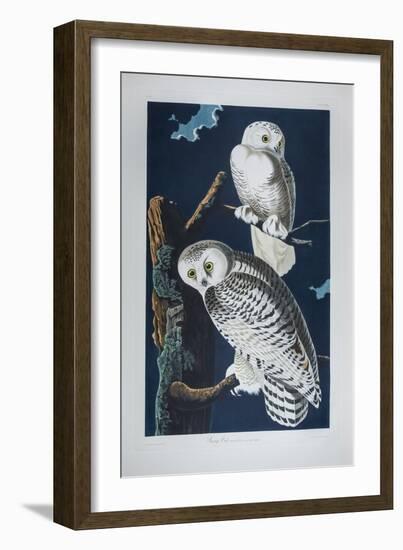 Snowy Owl Striz Nyctea Linnaeus. (Now known as Nyctea Scandiaca). Audubon's Birds of America, C.182-John James Audubon-Framed Giclee Print