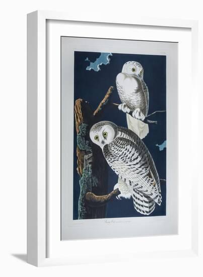 Snowy Owl Striz Nyctea Linnaeus. (Now known as Nyctea Scandiaca). Audubon's Birds of America, C.182-John James Audubon-Framed Giclee Print