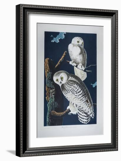 Snowy Owl Striz Nyctea Linnaeus. (Now known as Nyctea Scandiaca). Audubon's Birds of America, C.182-John James Audubon-Framed Giclee Print