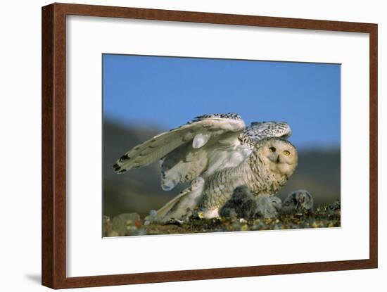 Snowy Owl with Chicks-null-Framed Photographic Print