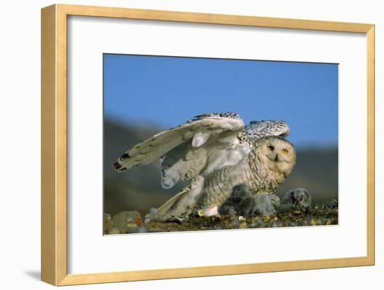 Snowy Owl with Chicks-null-Framed Photographic Print