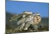 Snowy Owl with Chicks-null-Mounted Photographic Print