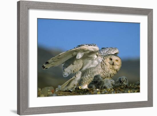 Snowy Owl with Chicks-null-Framed Photographic Print