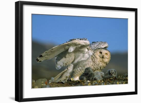 Photographic Print, , large