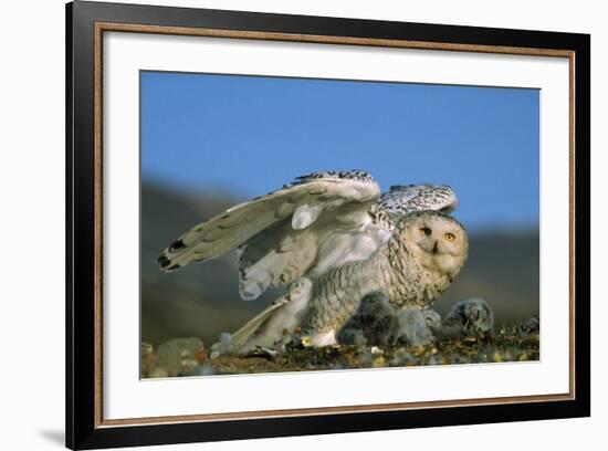 Snowy Owl with Chicks-null-Framed Photographic Print