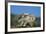 Snowy Owl with Chicks-null-Framed Photographic Print