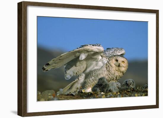 Snowy Owl with Chicks-null-Framed Photographic Print