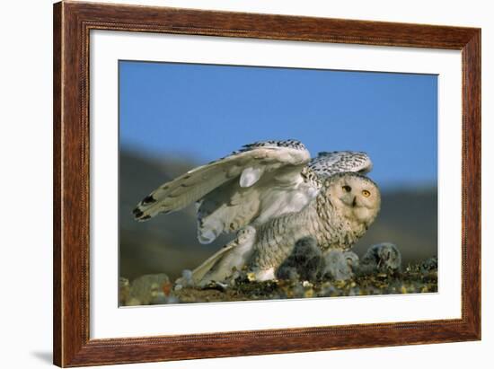 Snowy Owl with Chicks-null-Framed Photographic Print