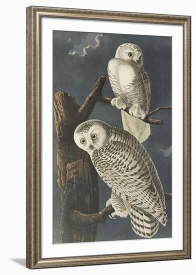 Snowy Owl-John James Audubon-Framed Premium Giclee Print