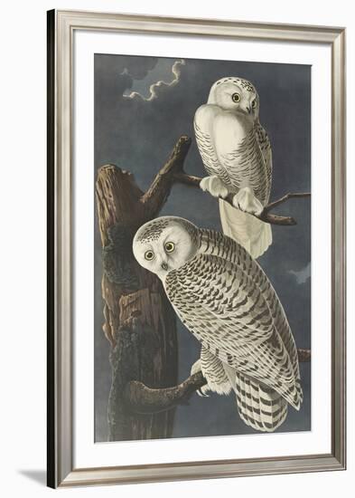 Snowy Owl-John James Audubon-Framed Premium Giclee Print