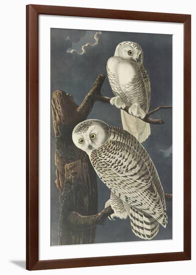 Snowy Owl-John James Audubon-Framed Premium Giclee Print