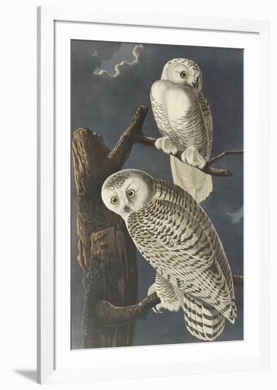 Snowy Owl-John James Audubon-Framed Premium Giclee Print