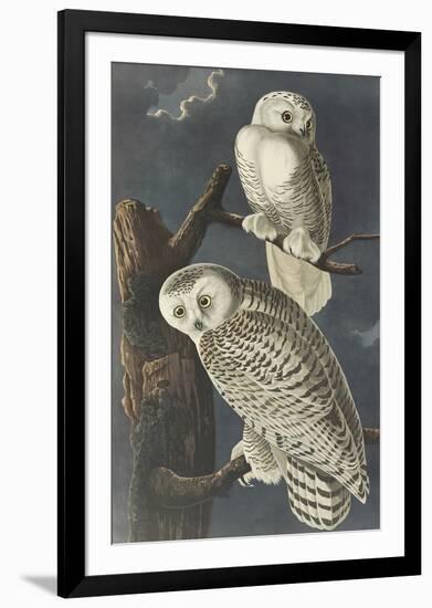 Snowy Owl-John James Audubon-Framed Premium Giclee Print