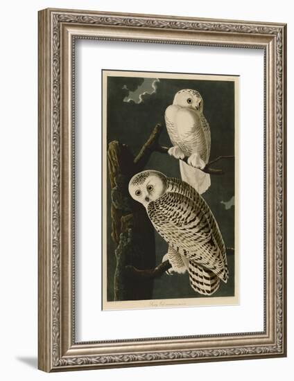 Snowy Owl-John James Audubon-Framed Art Print