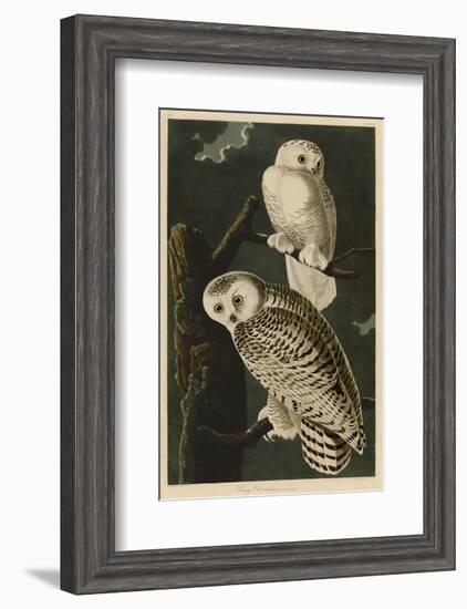 Snowy Owl-John James Audubon-Framed Art Print