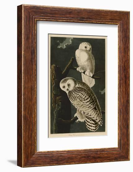 Snowy Owl-John James Audubon-Framed Art Print