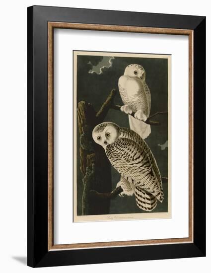 Snowy Owl-John James Audubon-Framed Art Print