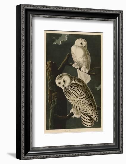 Snowy Owl-John James Audubon-Framed Art Print