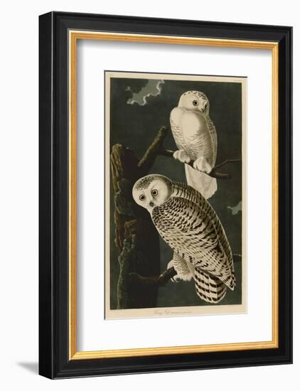 Snowy Owl-John James Audubon-Framed Art Print