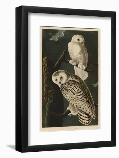 Snowy Owl-John James Audubon-Framed Art Print