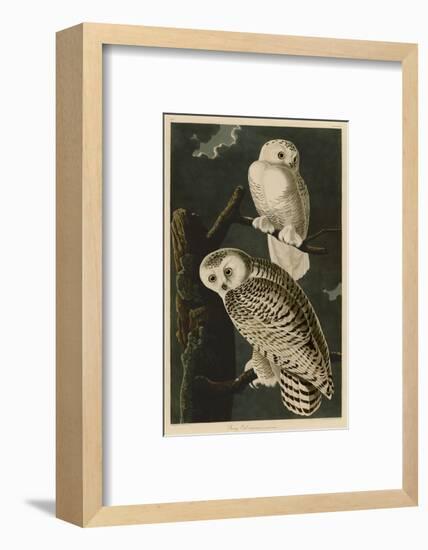 Snowy Owl-John James Audubon-Framed Art Print