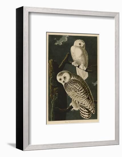 Snowy Owl-John James Audubon-Framed Art Print