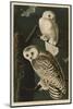 Snowy Owl-John James Audubon-Mounted Art Print