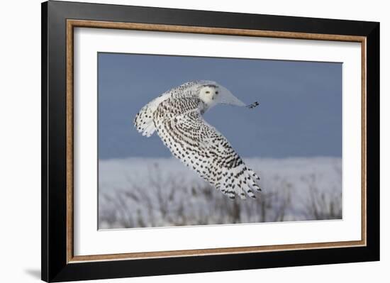 Snowy Owl-Mircea Costina-Framed Giclee Print