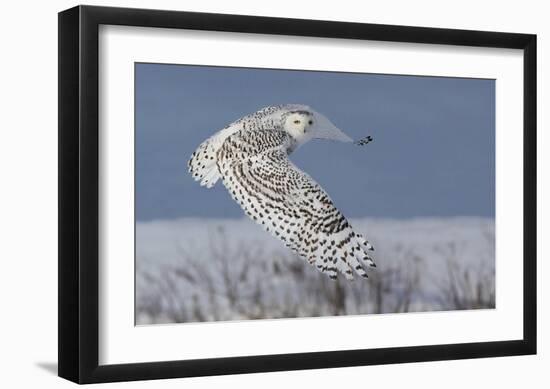 Snowy Owl-Mircea Costina-Framed Giclee Print