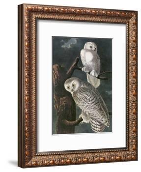 Snowy Owl-John James Audubon-Framed Art Print
