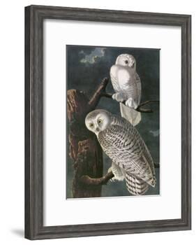 Snowy Owl-John James Audubon-Framed Art Print