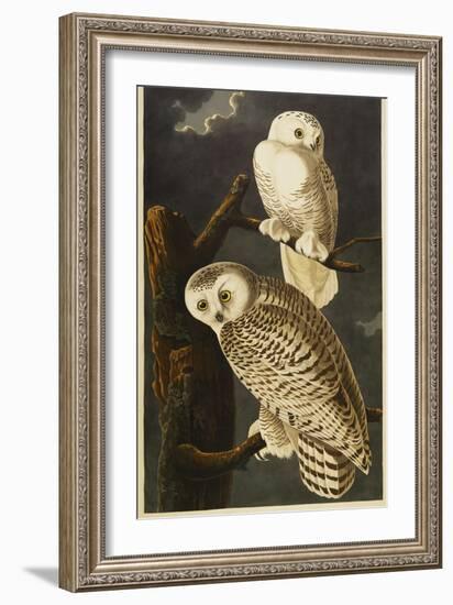 Snowy Owl-John James Audubon-Framed Giclee Print