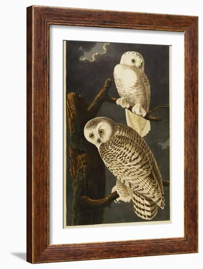 Snowy Owl-John James Audubon-Framed Giclee Print