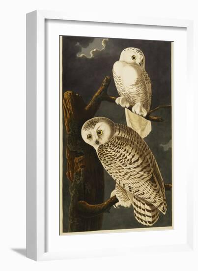 Snowy Owl-John James Audubon-Framed Giclee Print