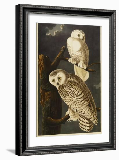 Snowy Owl-John James Audubon-Framed Giclee Print