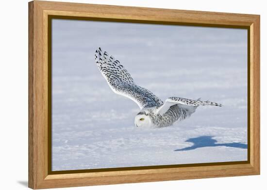 Snowy Owl-null-Framed Premier Image Canvas